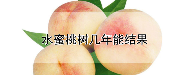 水蜜桃树几年能结果（水蜜桃树苗几年结果）