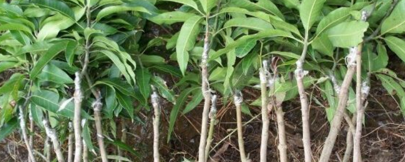 芒果苗怎么养护（芒果幼苗怎么养护）