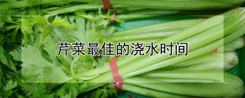 芹菜最佳的浇水时间（芹菜什么时间浇水最好）