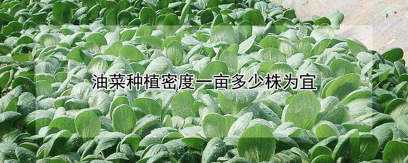 油菜种植密度一亩多少株为宜 油菜种植亩用种量