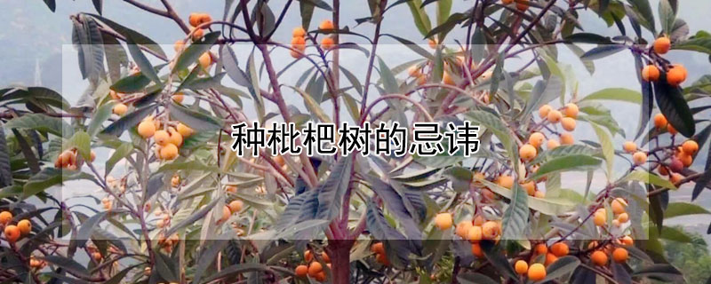 种枇杷树的忌讳（种枇杷树的忌讳有哪些）