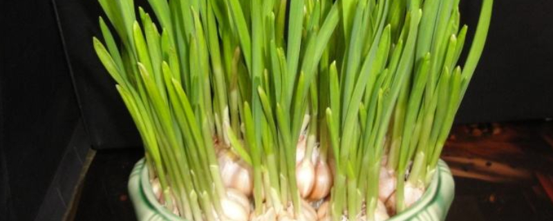 适合阳台水培的菜 适合阳台水培的菜种