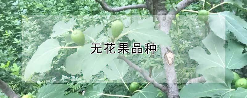 无花果品种（无花果品种排名）