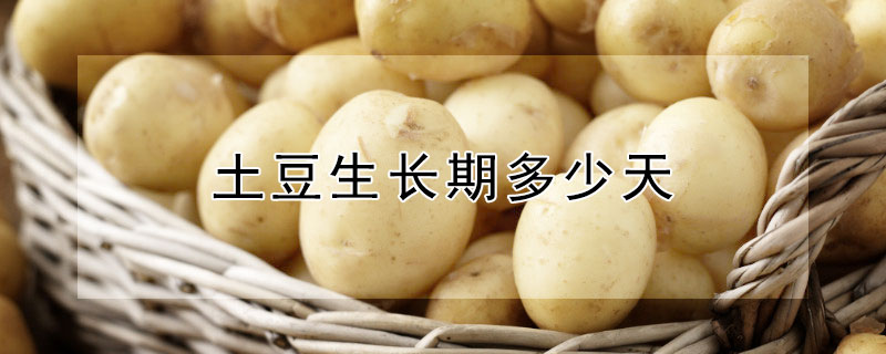 土豆生长期多少天（土豆生长期多少天收获）