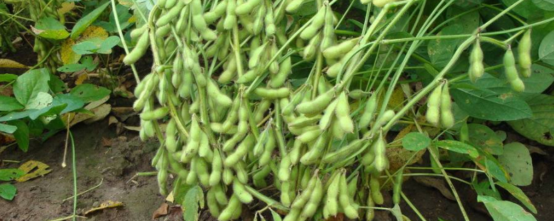 阳台上可以种毛豆吗 现在可以种毛豆吗