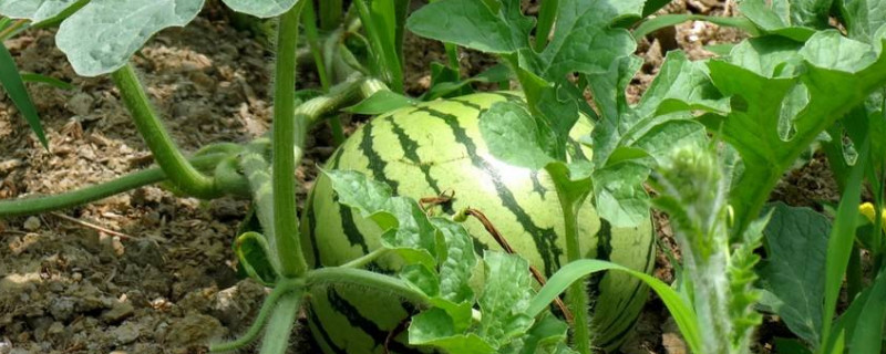 西瓜如何剪枝（西瓜如何剪枝条）