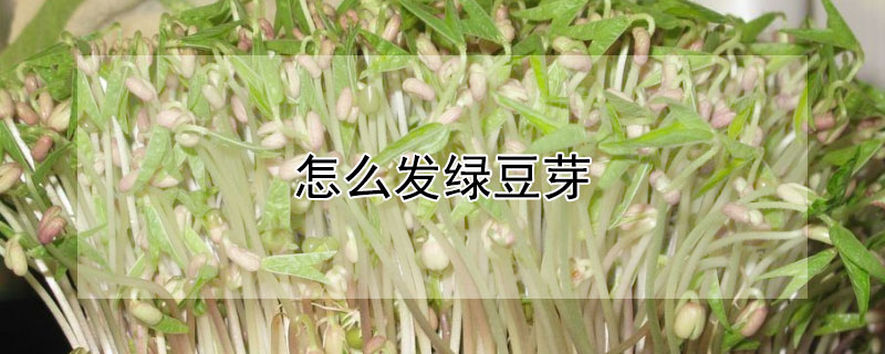 怎么发绿豆芽（怎么发绿豆芽又粗又长）