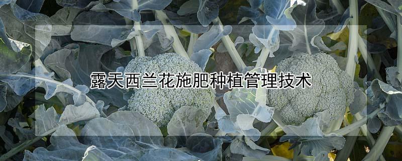 露天西兰花施肥种植管理技术（西兰花施肥技术指导）