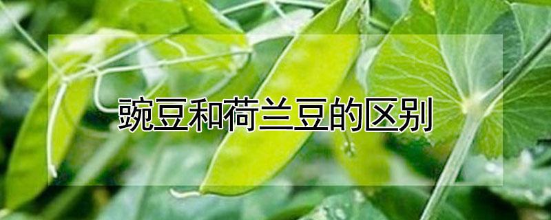 豌豆和荷兰豆的区别 豌豆和荷兰豆的区别是什么