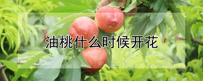 油桃什么时候开花（油桃什么时候开花）