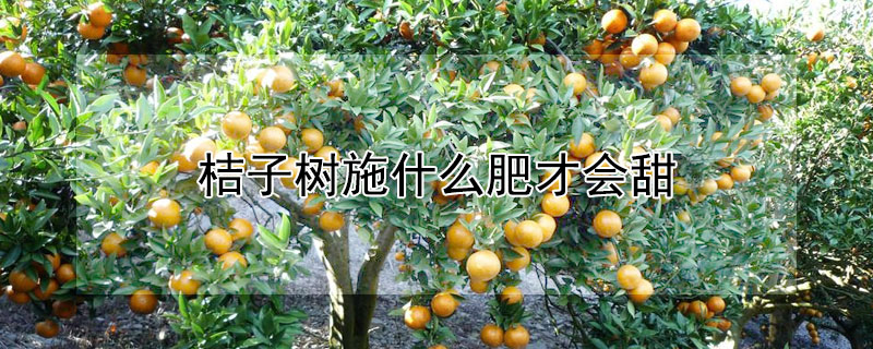 桔子树施什么肥才会甜 桔子施什么肥才会甜呢