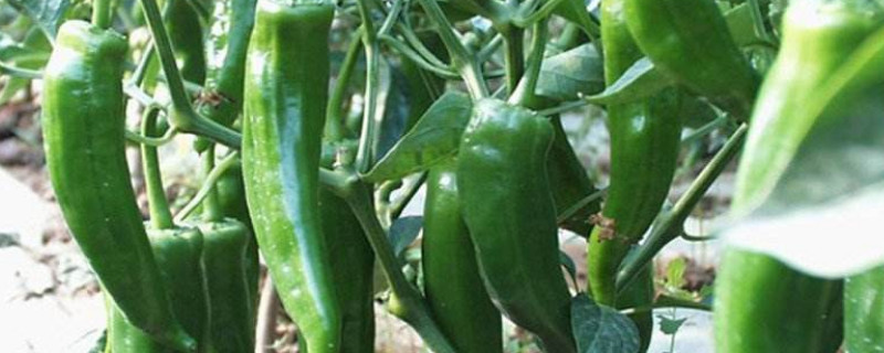 青椒苗怎么种植方法 怎样栽青椒苗