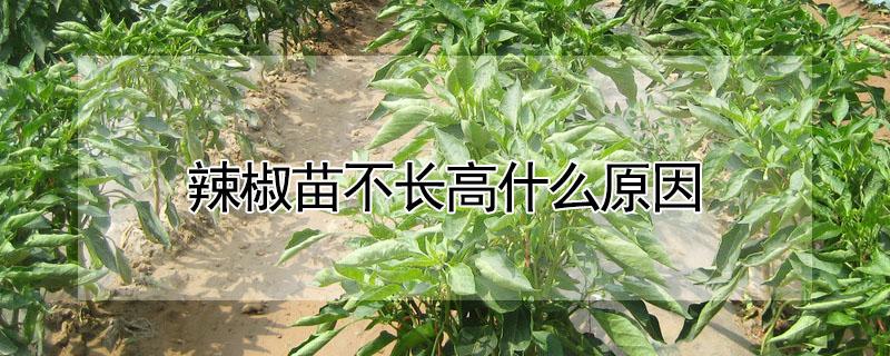 辣椒苗不长高什么原因 辣椒苗为什么不长高
