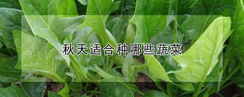 秋天适合种哪些蔬菜（秋天适合种哪些蔬菜和水果）