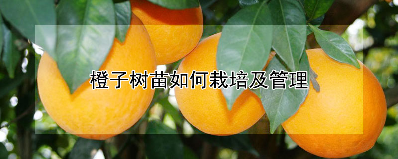 橙子树苗如何栽培及管理 橙子树怎么种植方法