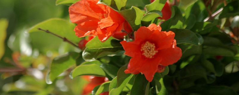 石榴叶子卷曲的原因 石榴叶子卷曲的原因是