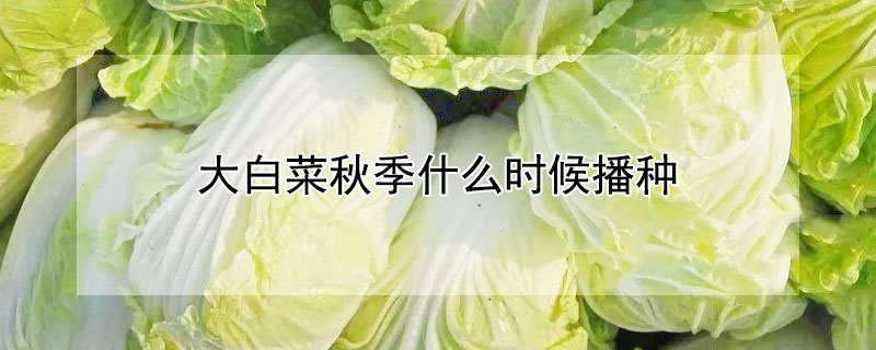 大白菜秋季什么时候播种 大白菜秋季什么时候播种合适