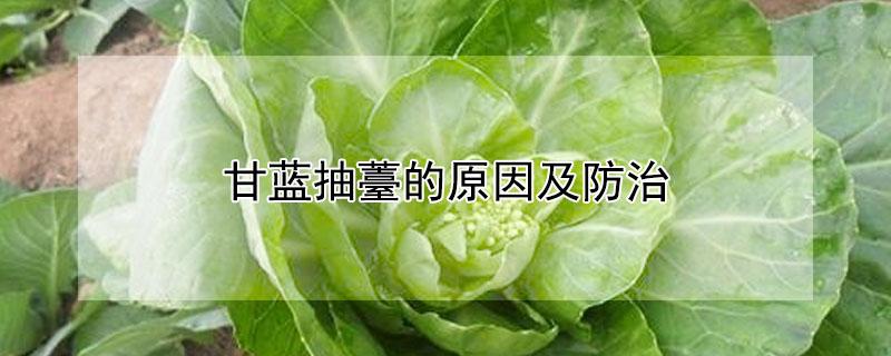 甘蓝抽薹的原因及防治（甘蓝抽薹的原因及防治措施）