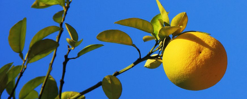 柚子树怎么嫁接容易活 柚子树怎么嫁接容易活图片