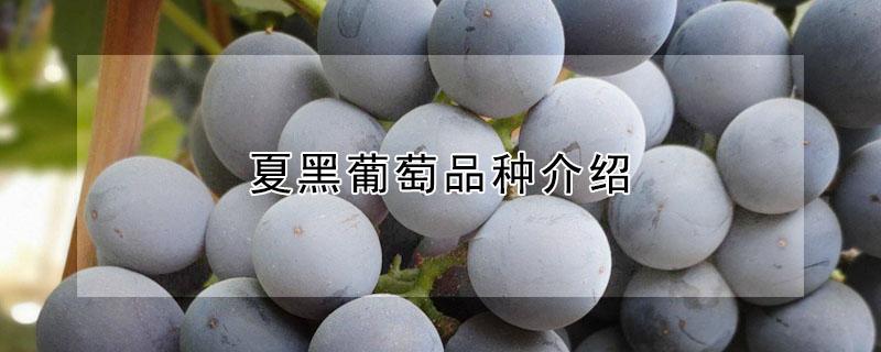 夏黑葡萄品种介绍（夏黑葡萄 产地）