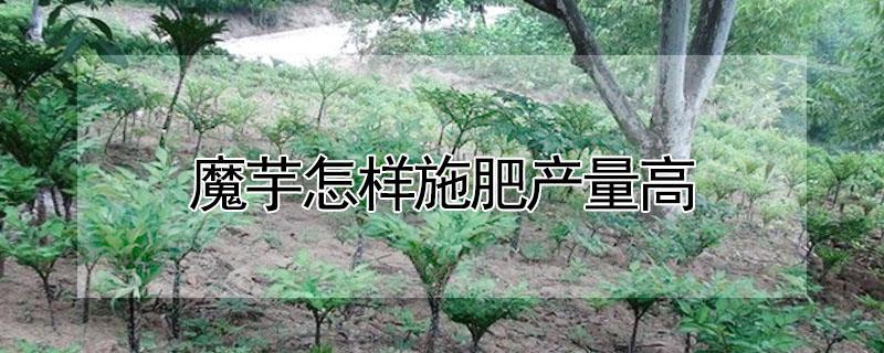 魔芋怎样施肥产量高（魔芋怎样施肥产量高呢）