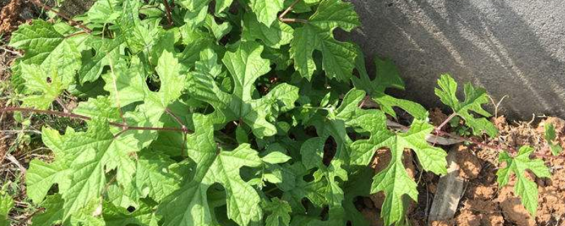 为什么家里忌讳种葡萄 为什么家里忌讳种葡萄金手指葡萄