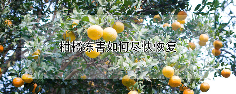 柑橘冻害如何尽快恢复（柑橘冻害如何尽快恢复原样）