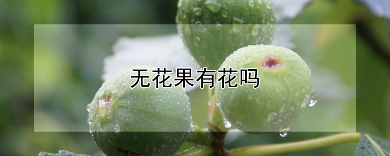 无花果有花吗 无花果有花吗详细解释