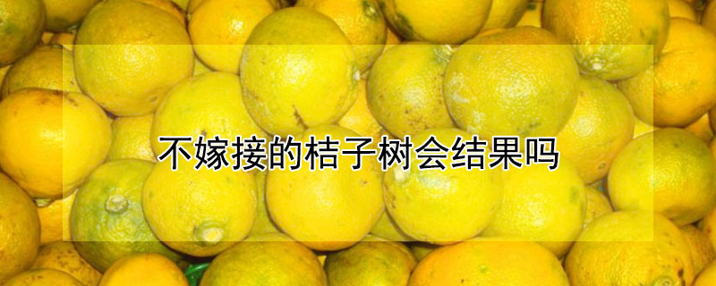 不嫁接的桔子树会结果吗（不嫁接的桔子树会结果吗盆栽）