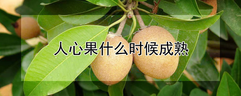 人心果什么时候成熟（人心果什么时候成熟怎么分辨）