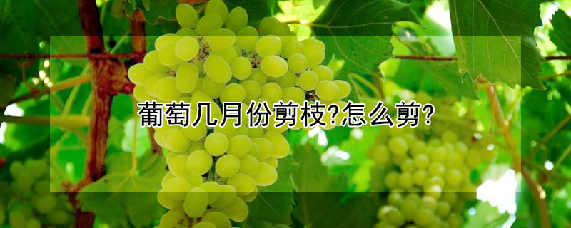 葡萄几月份剪枝?怎么剪? 葡萄树什么时候剪枝,怎么剪