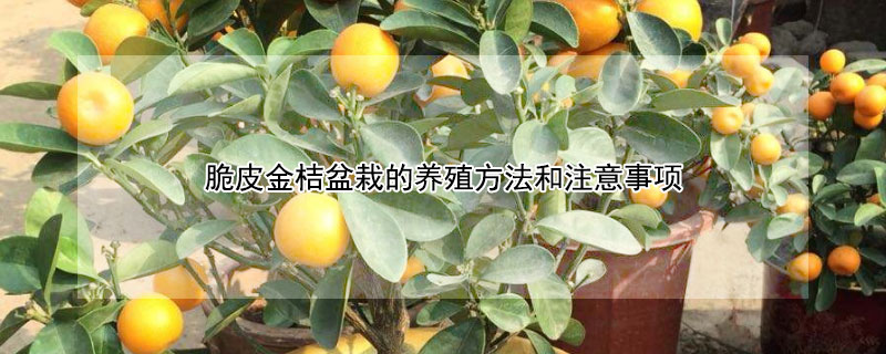 脆皮金桔盆栽的养殖方法和注意事项（脆皮金桔树盆栽的养殖方法和注意事项）