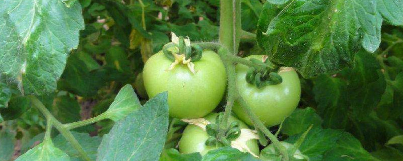 番茄坐果后多少天成熟（番茄结果到成熟要多久）