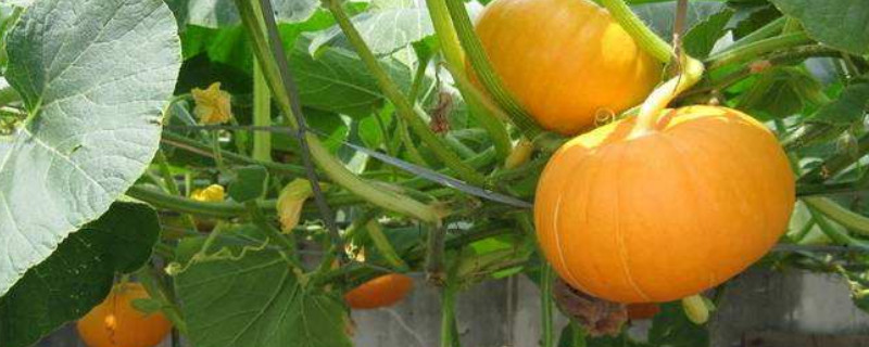 南瓜种植的株距与行距（南瓜种植行距和株距）