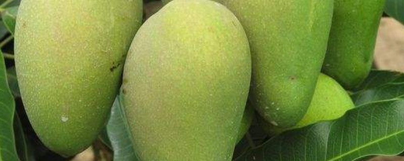 芒果裂果是什么原因 芒果裂果是什么原因造成的
