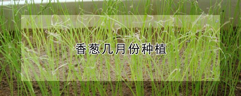 香葱几月份种植（香葱什么时候种最好）