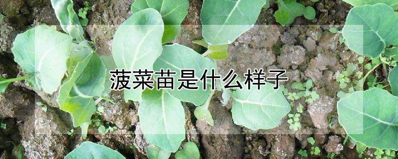 菠菜苗是什么样子（菠菜苗的样子）