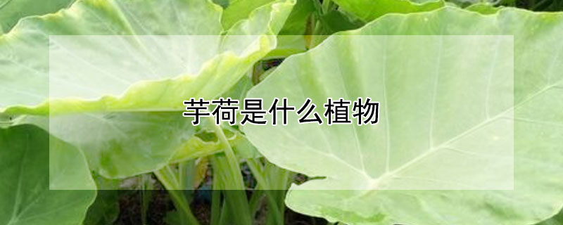 芋荷是什么植物（芋荷是什么植物类型）