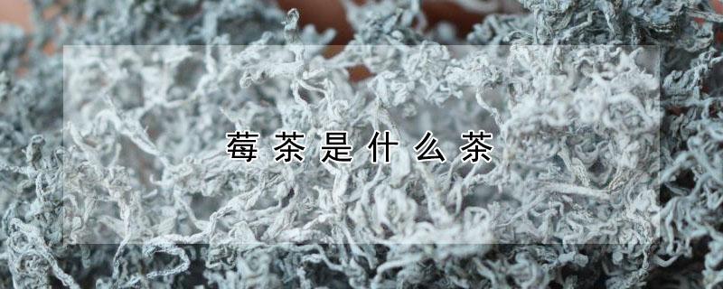 莓茶是什么茶（莓茶）