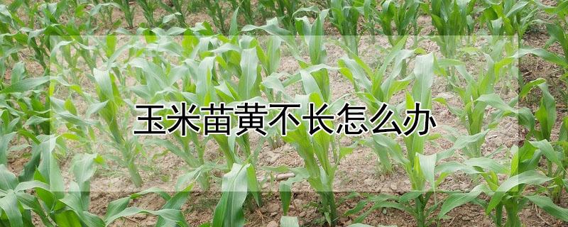 玉米苗黄不长怎么办（玉米苗发黄不长怎么办）