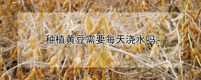种植黄豆需要每天浇水吗 黄豆刚种下需要浇水吗