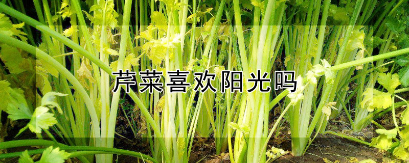 芹菜喜欢阳光吗 芹菜喜欢阳光吗是喜欢阴呢