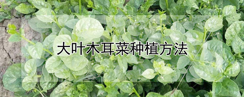 大叶木耳菜种植方法 大叶木耳菜的种植方法