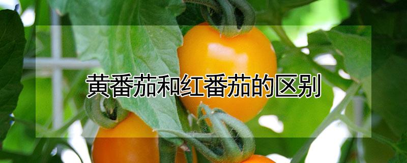 黄番茄和红番茄的区别（黄番茄与红番茄的区别）
