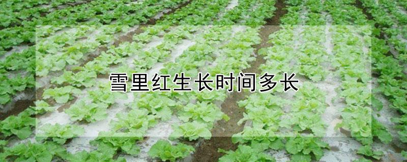雪里红生长时间多长（雪里红多少天成熟）
