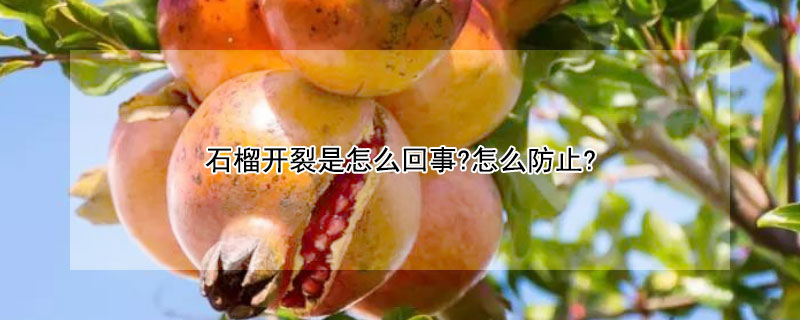 石榴开裂是怎么回事?怎么防止? 石榴为什么会裂开怎么预防