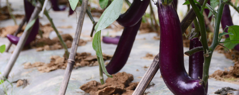 茄子为什么只开花不结果（为什么茄子只开花不结茄子）