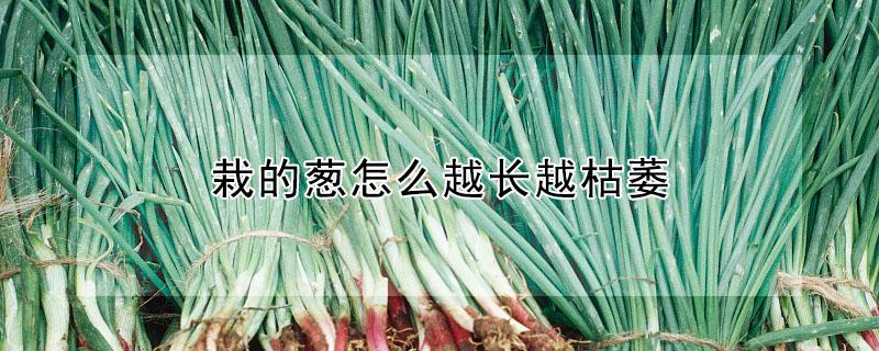 栽的葱怎么越长越枯萎 葱移栽后叶子枯萎