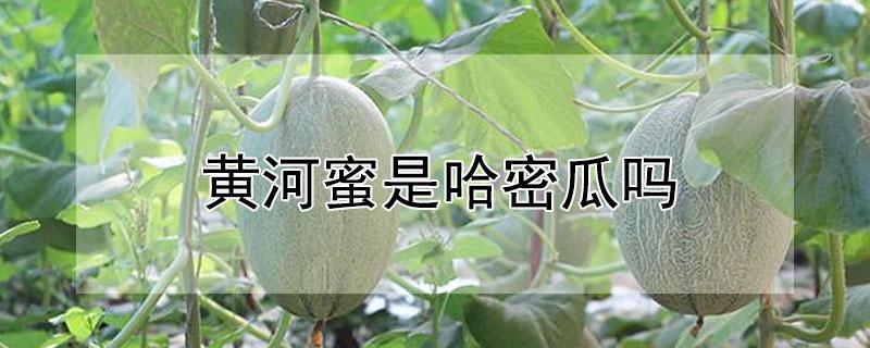 黄河蜜是哈密瓜吗（黄河蜜是什么瓜）