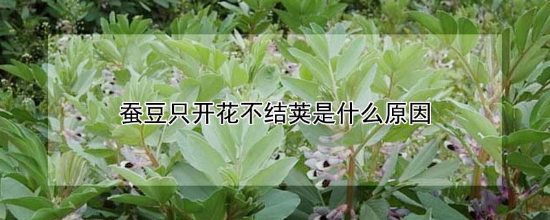 蚕豆只开花不结荚是什么原因（蚕豆只开花不结荚是什么原因引起的）